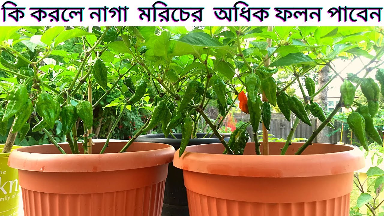 নাগা মরিচ গাছের পরিচর্যা। টবে নাগা মরিচ গাছের যত্ন। How to care Naga/Bombay pepper/chilli plants.