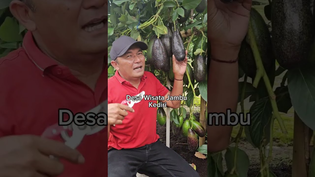ALPUKAT YANG LAGI VIRAL 2026