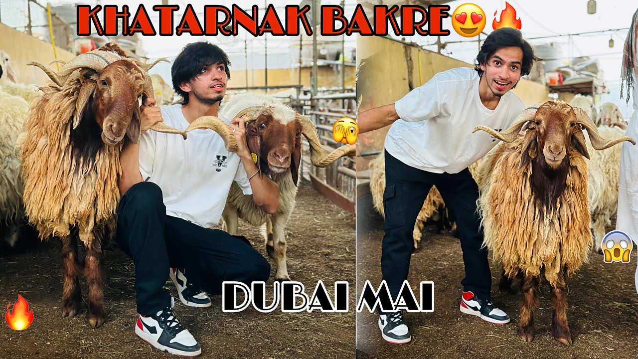 Dubai Mai Itne Khatarnak Bakre 😍 | Pair 160,000😱