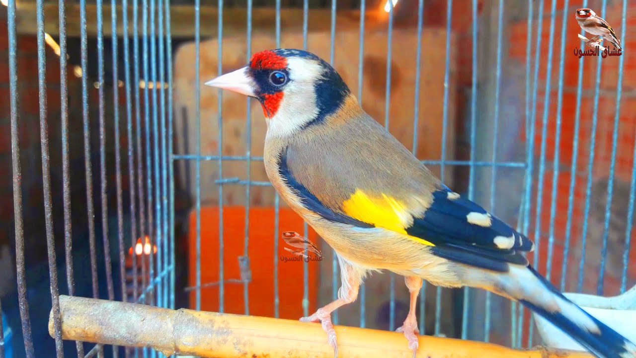 Лучшая самка заставит щегла петь за считанные секунды
