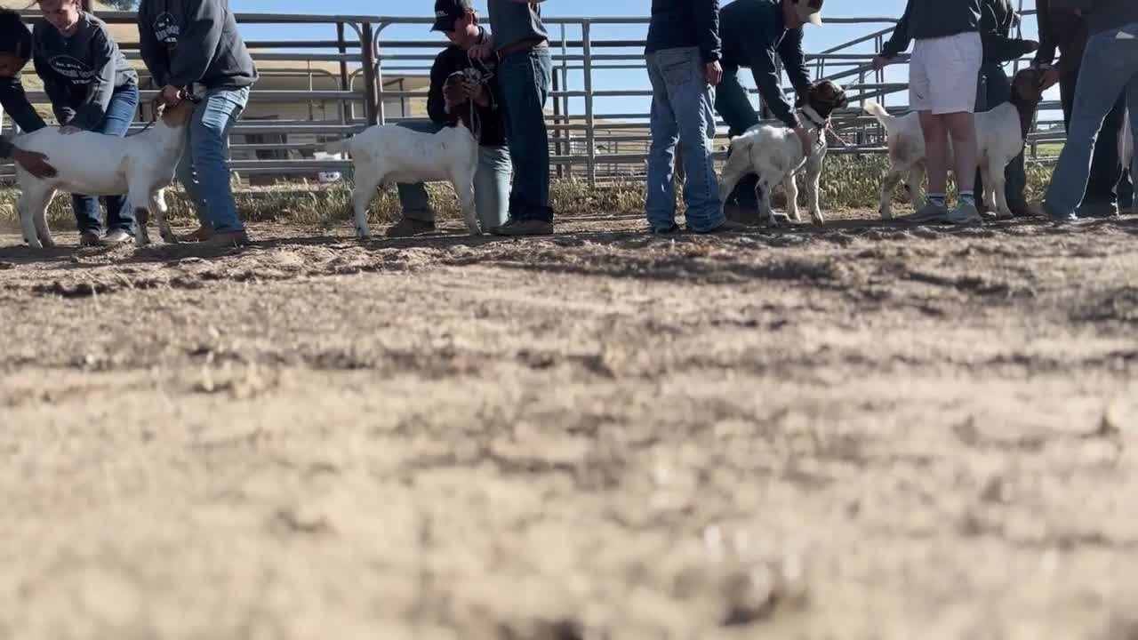 Warrior Goat Program gives Santa Maria students confidence, skills and community
