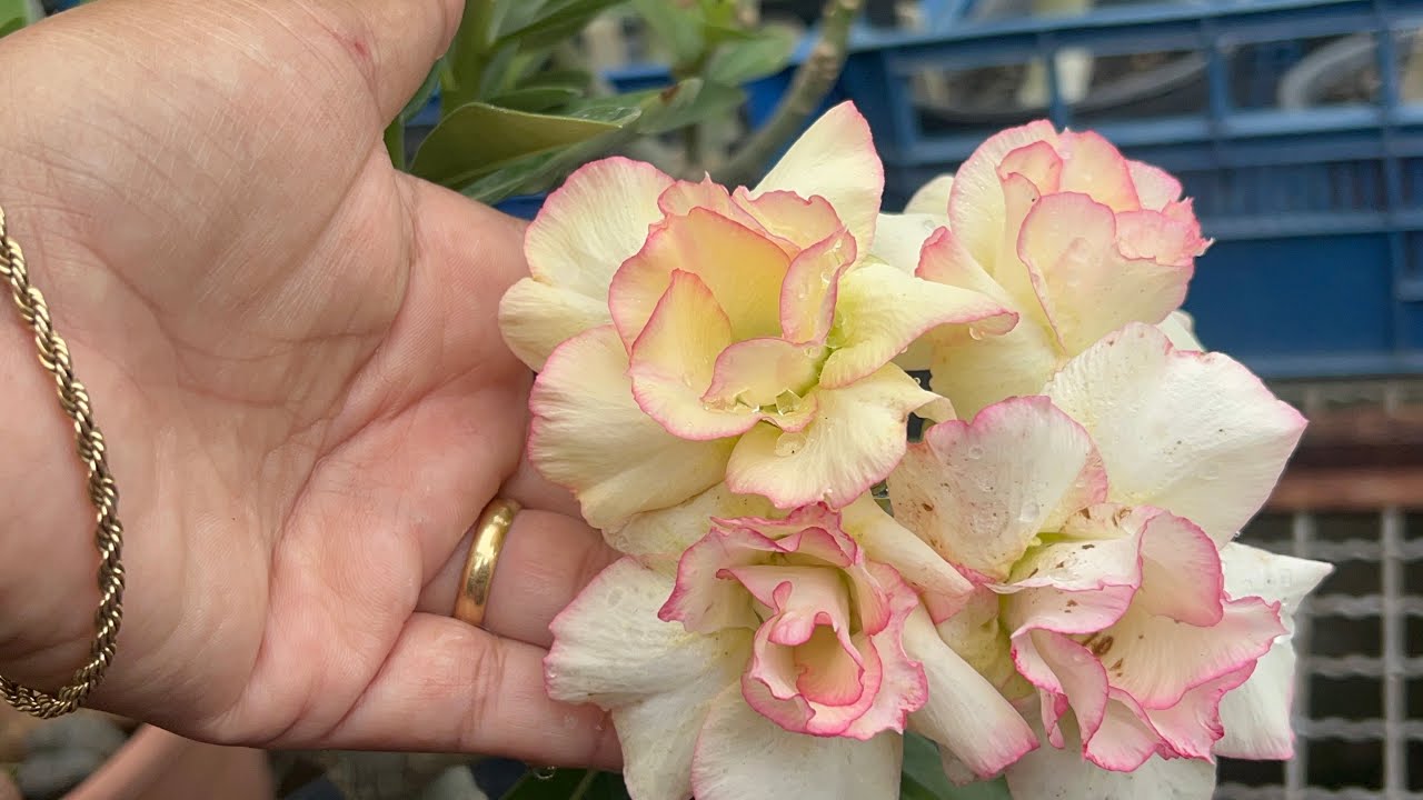 Garden Valota’s, especializada em Rosas do deserto de cores especiais todas identificadas 