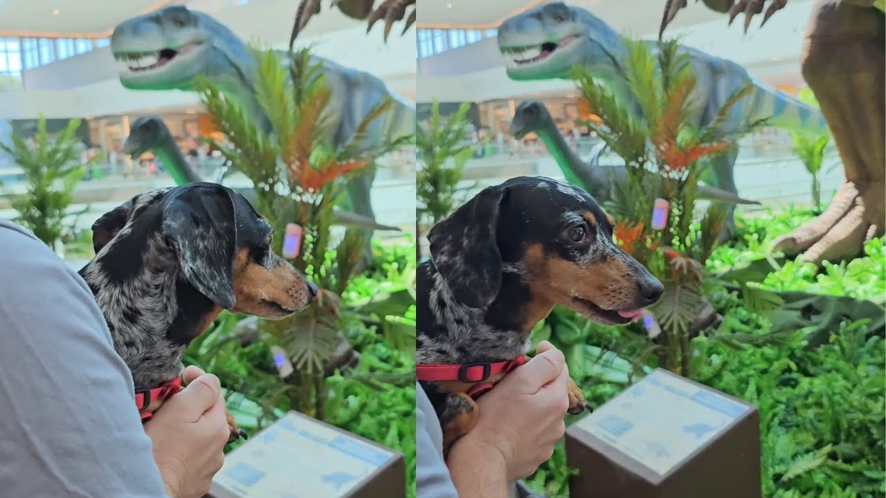 Uma Mini Dachshund no shopping 🛍️🐾