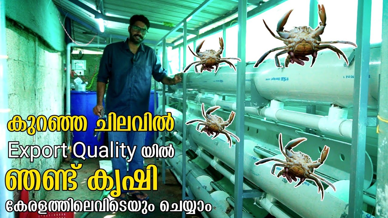 PVC പൈപ്പിൽ ഞണ്ട് കൃഷി ചെയ്തു വിജയിച്ച വിദ്യാർത്ഥികൾ | Vertical Crab Farming