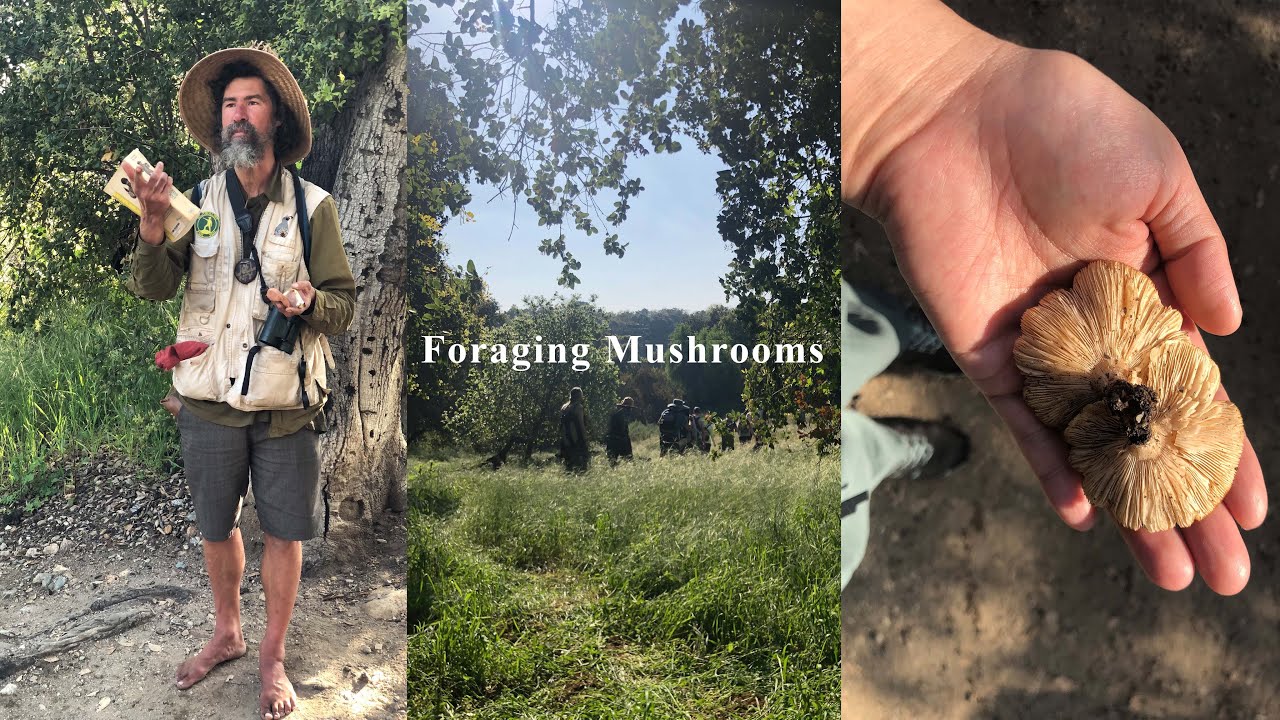 Foraging Mushrooms in Eaton Canyon with Barefoot Joel | LOS ANGELES