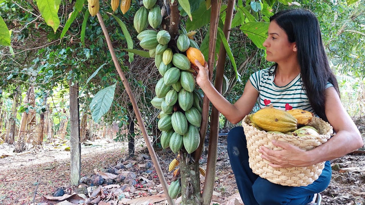 CHOCOLATE NATURAL para páscoa das Crianças na roça