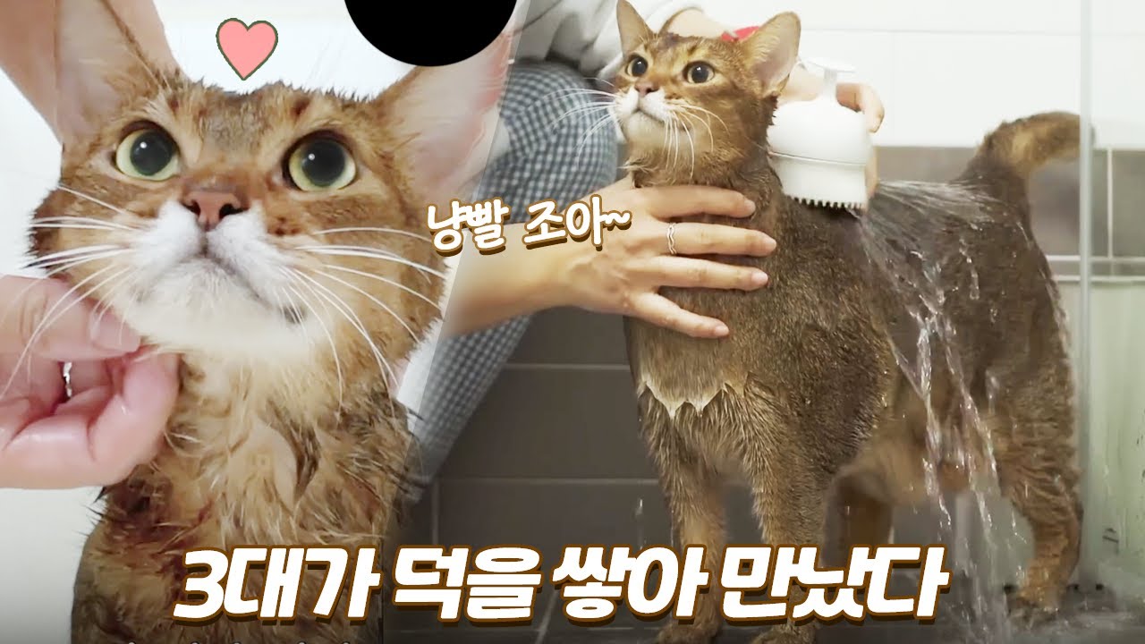 3대가 덕을 쌓아야 만난다는 수속성 고양이의 목욕 영상 몰아보기