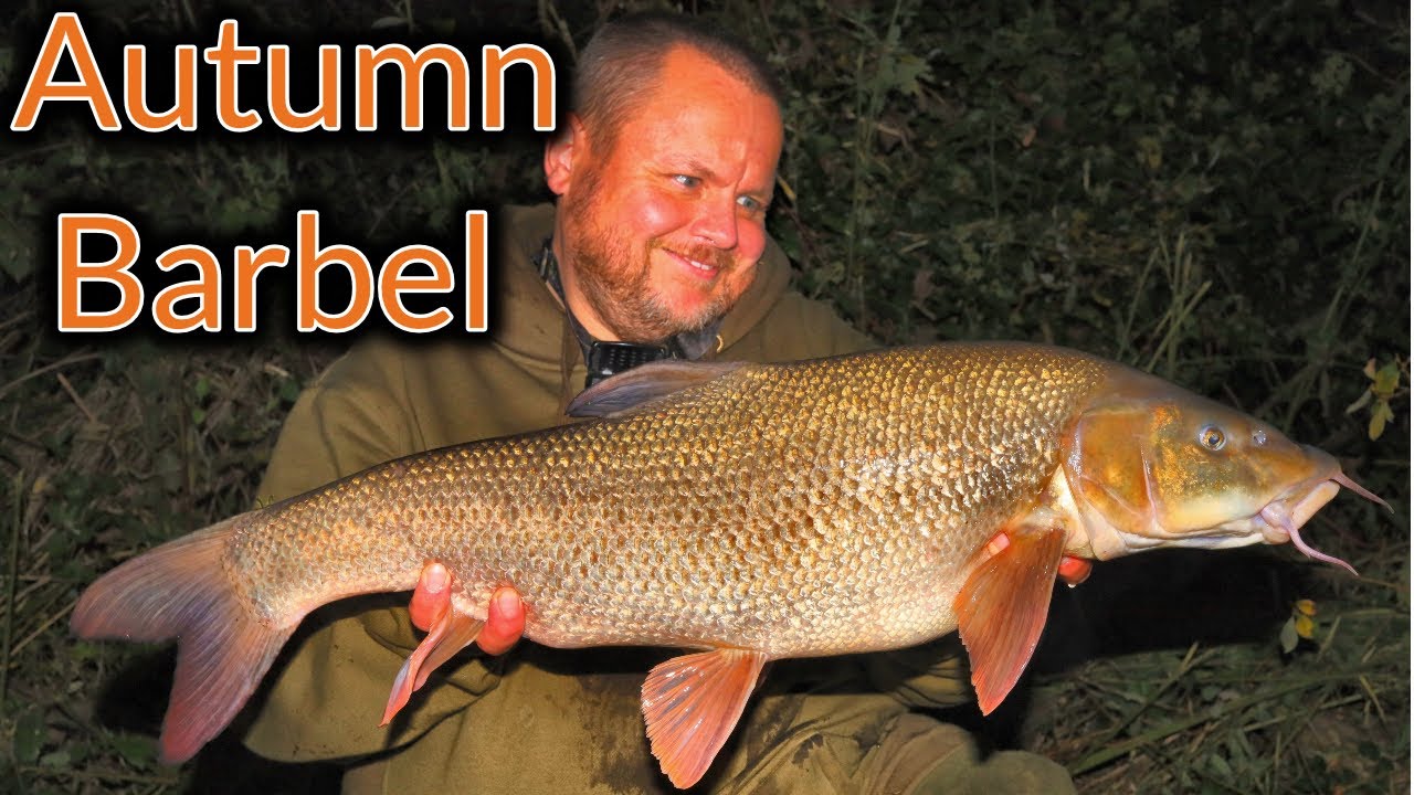 BARBEL FISHING - Misty Barbel (Video 176)