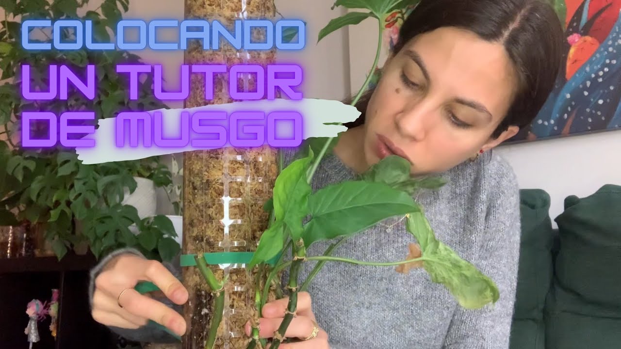 Colocando un tutor de musgo a mi singonio para estimular crecimiento vertical