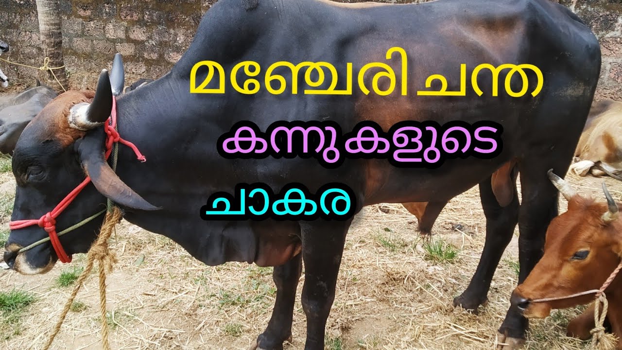 മഞ്ചേരിയിൽ കന്നുകളുടെ ചാകര cattle market Manjeri malappuram #anwarkerala #shojiravi #pappayavlog