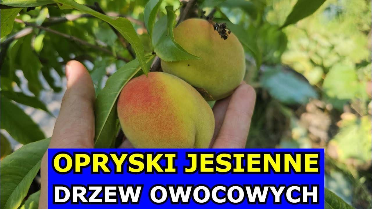 Błędne Opryski Drzew Owocowych Jesienią. Kiedy i Czym pryskać Brzoskwinie, Jabłonie, Gruszę, Borówki