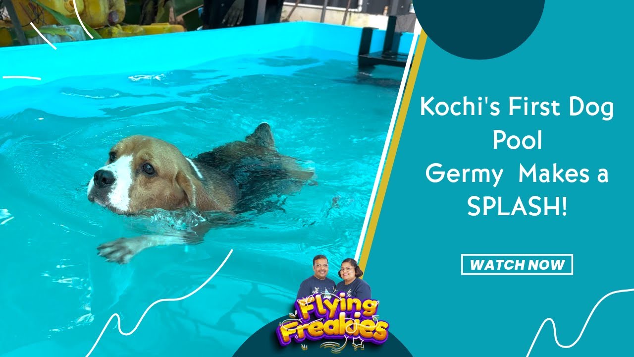 Kochi's First Dog Pool: Germy Makes a SPLASH!