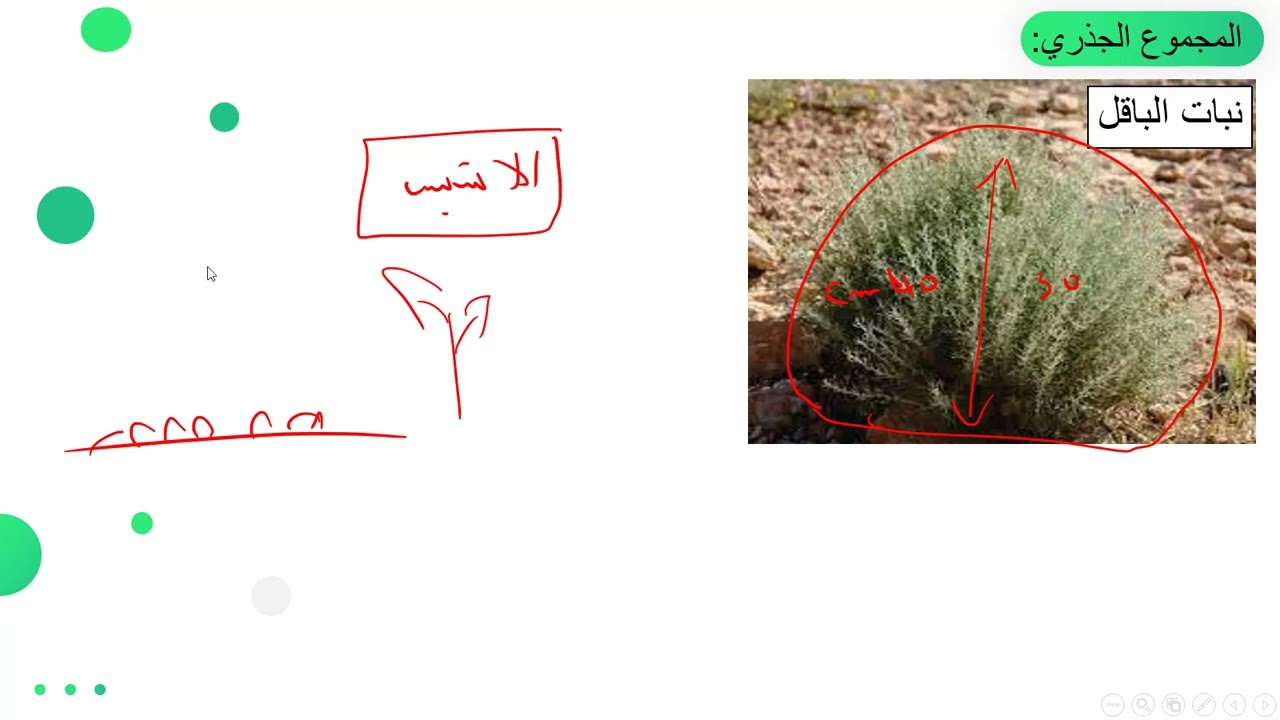 التحورات البنيوية تحت الترابية للنباتات الثانية متوسط