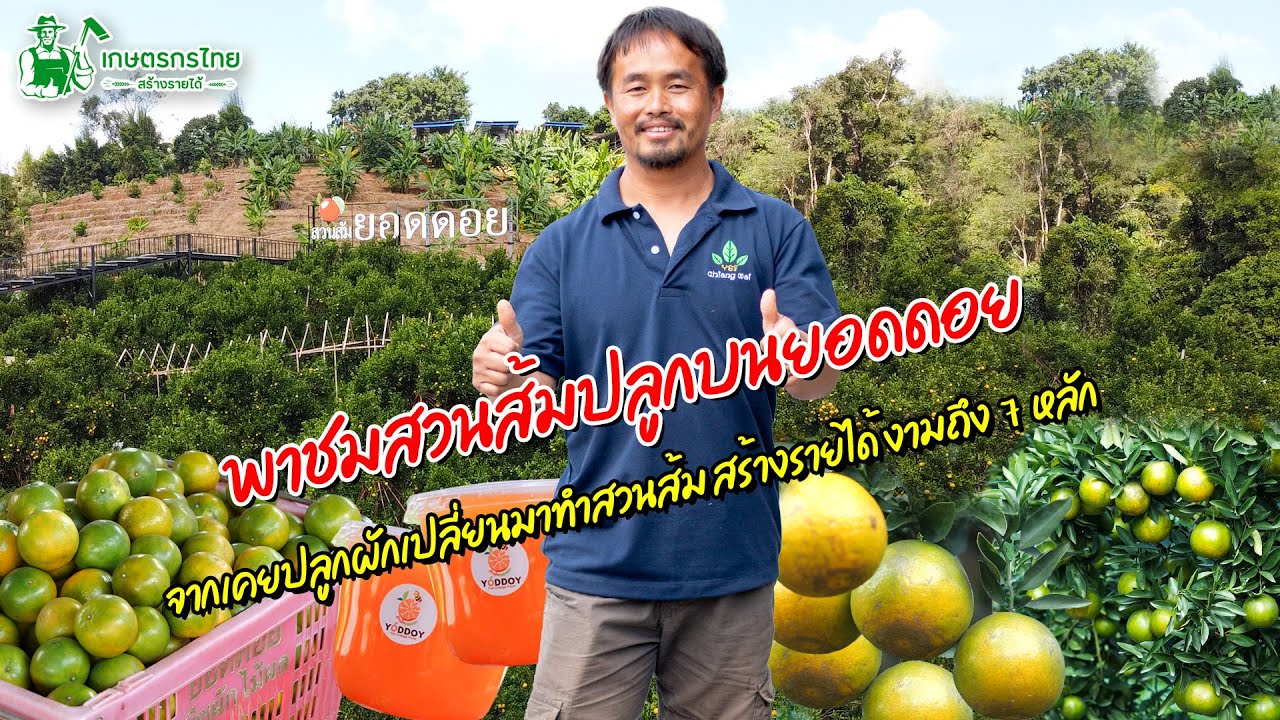 พาชมสวนส้มยอดดอย จากเคยปลูกผักเปลี่ยนมาทำสวนส้ม สร้างรายได้งามถึง 7 หลัก l  ชมสวนเกษตรกรไทย Ep184