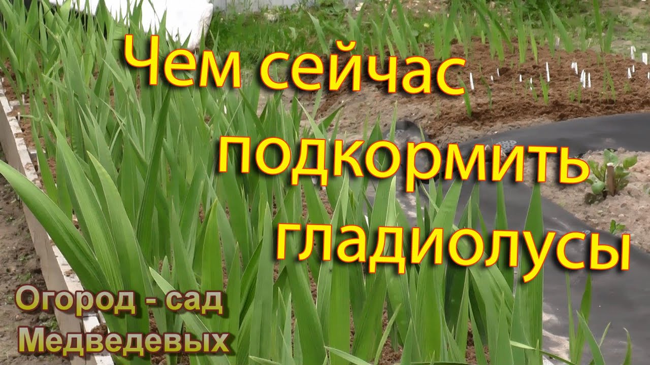 Первая подкормка гладиолусов в начале роста