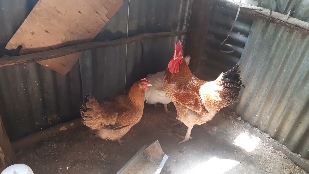 POULTRY FARMING; BROILERS LAYING BIG EGGS