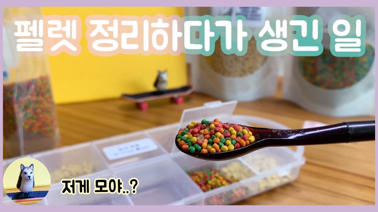 펠렛 정리하다가 생긴 일 | 앵무새 펠렛 추천, 정리 꿀팁