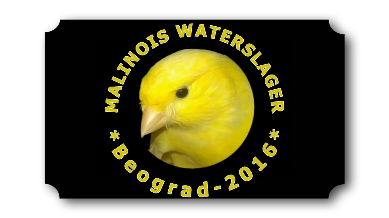 IV MEDJUNARODNA SPECIJALKA MALINO KANARINACA - BEOGRAD 2016
