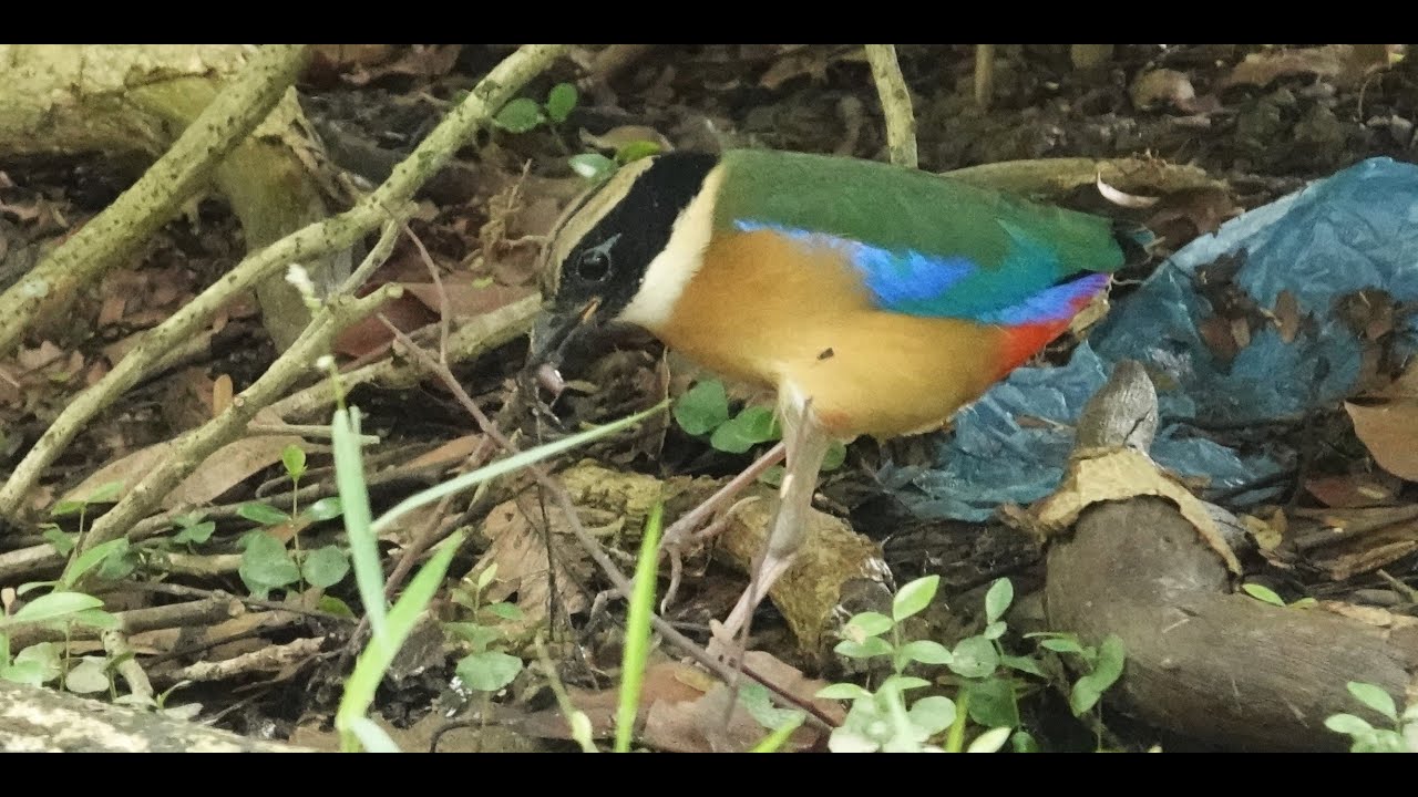 Punggol Park-Blue-winged Pitta. 21 Nov 2024.