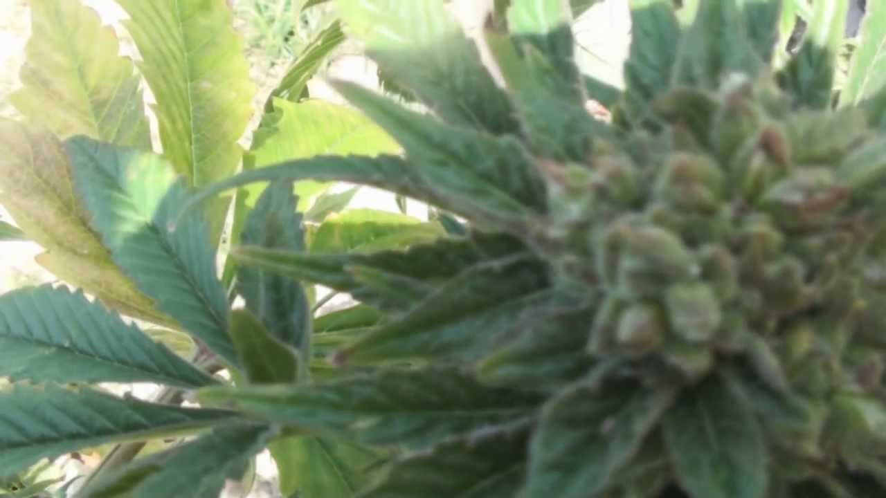 Seeded Herijuana IBL 04/29/12