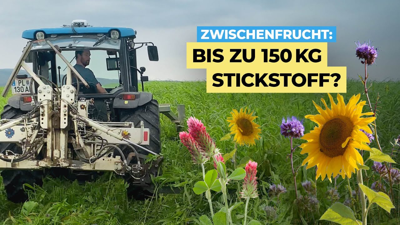 So viel Stickstoff liefert deine Zwischenfrucht wirklich