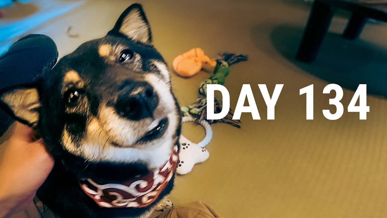 A Dog Cafe Experience