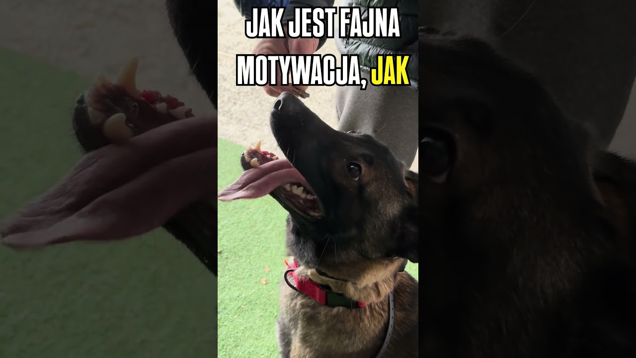 Motywacja kluczem do sukcesu #malinois #workingdogs #dc #dogtraining #dogcoach #foryou