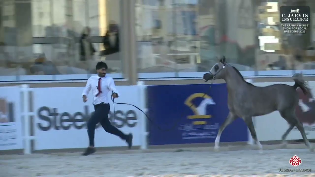The AHS For Local Breeders 2026 Almortajaz   Class 5B