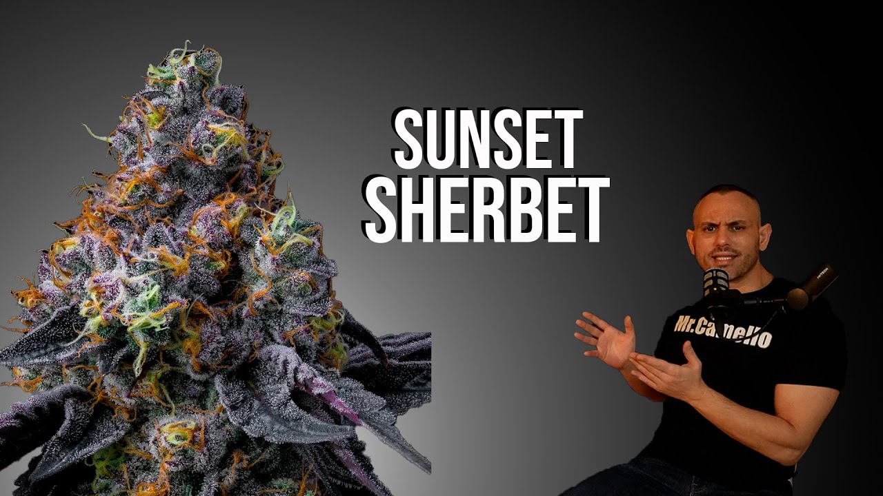 Sunset Sherbet: La gen&eacute;tica que cambi&oacute; el universo Cookies &ndash; El despertar de Sherbinski