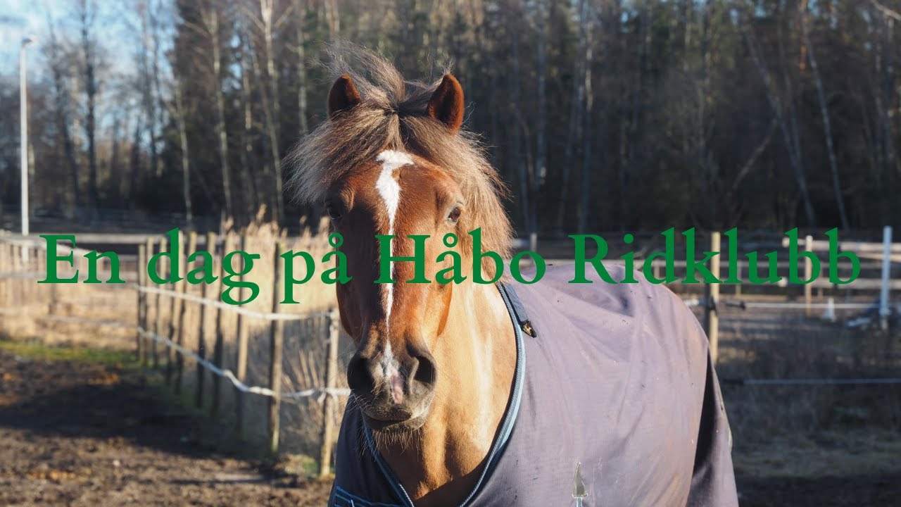 En dag på Håbo Ridklubb