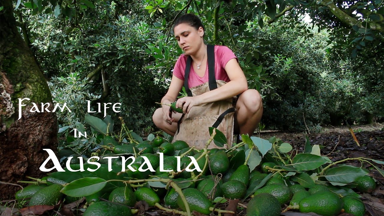 Lavorare nelle farm in Australia, al nord del Queensland | Ep.3