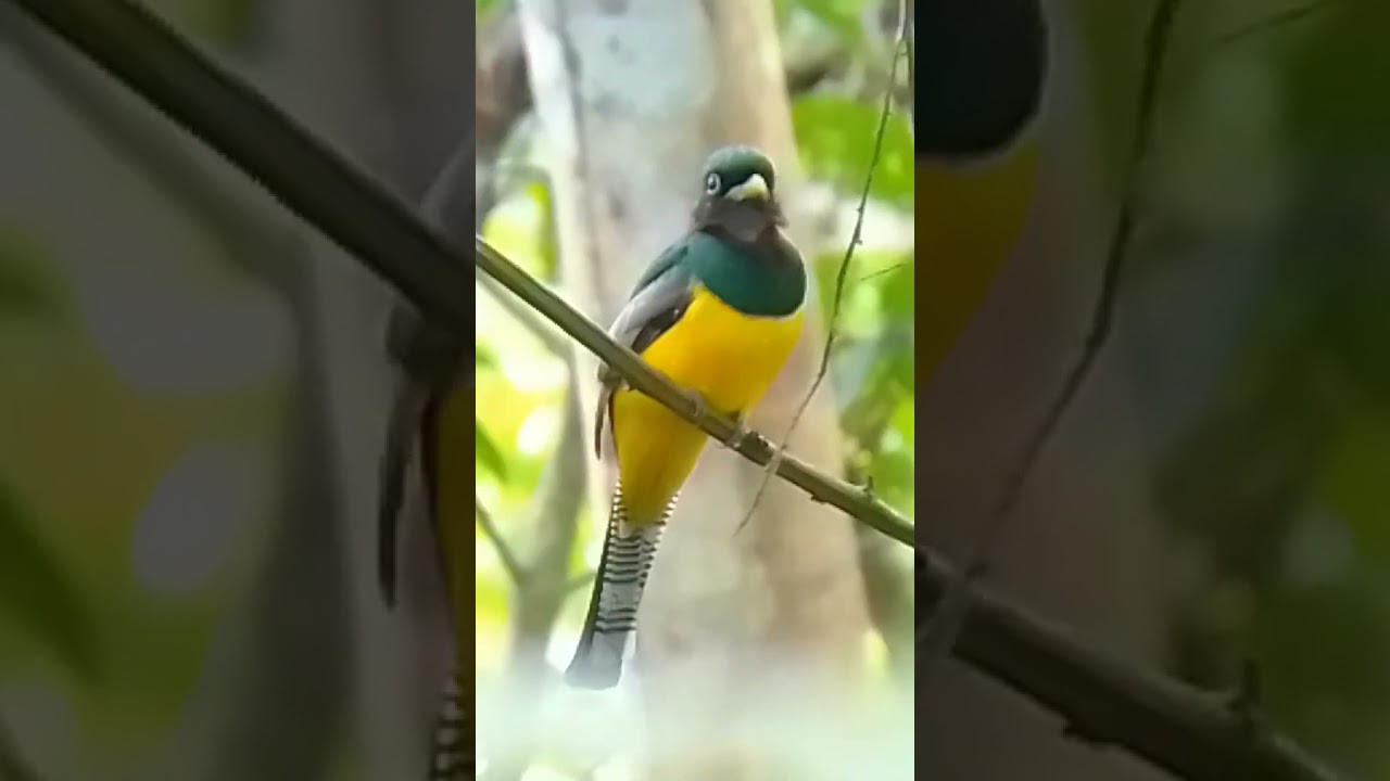 Black Throated Trogon, male/ Trogon Gorguinegro, macho/ (Trogon rufus) April, 2nd 2022, Panam&aacute;