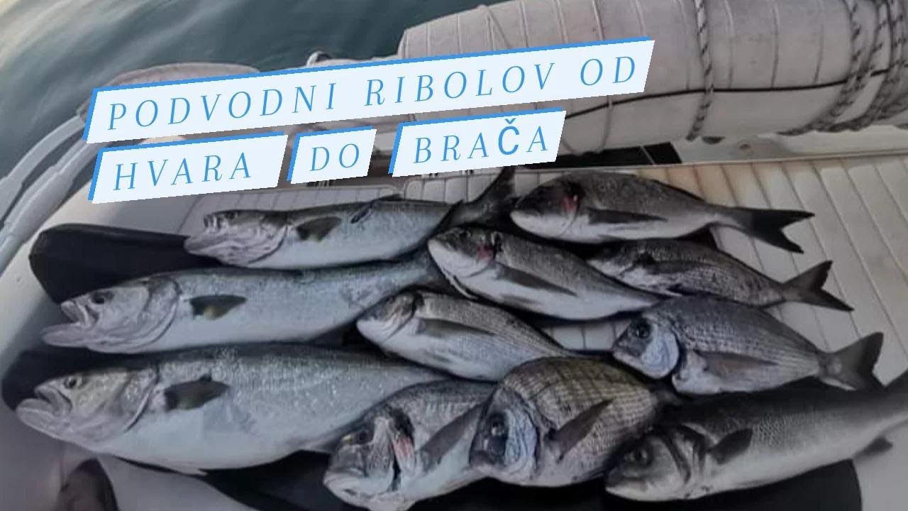 Podvodni ribolov ljeto od Hvara do Brača /sve tehnike/