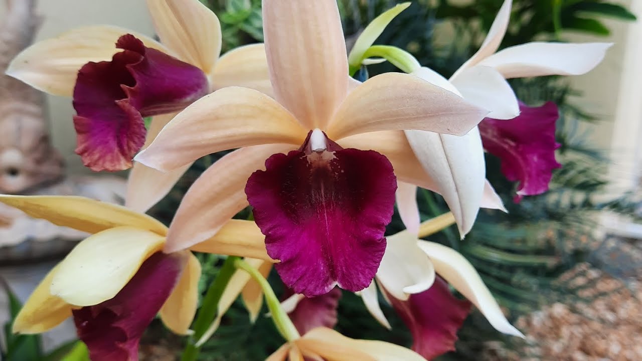Phaius tankervilleae , 'Nun's Cap' orchid, repotting it 20 months ago and how it looks now.