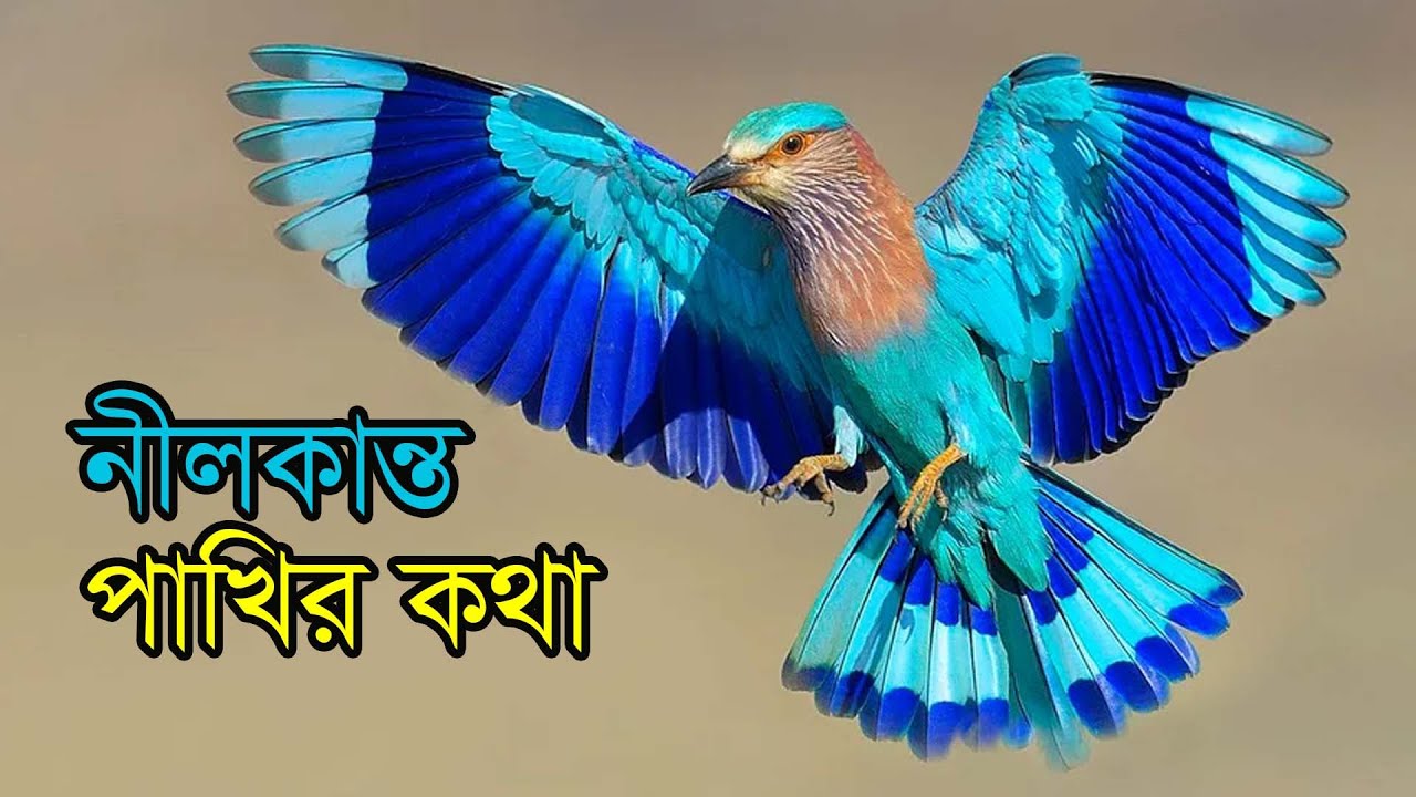 নীলকান্ত  পাখির কথা | Indian Roller | Bird famed for males' breeding season aerobatics.