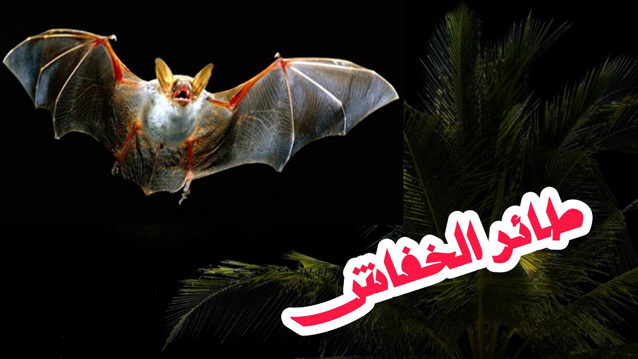#الخفاش# فأر طائر# أم مصاص دماء#كشف أسرار الكائن الذي أساء إليه الجميع