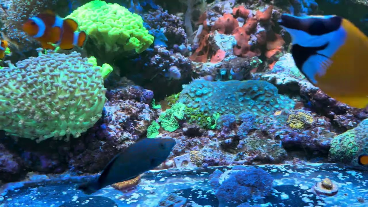 Reef tank à 51 mois