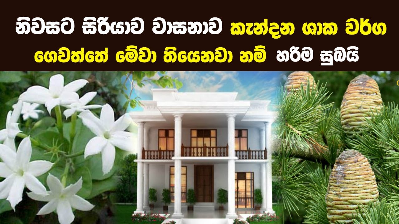 නිවසට සිරියාව වාසනාව කැන්දන ශාක වර්ග - ගෙවත්තේ මේවා තියෙනවා නම් හරිම සුබයි