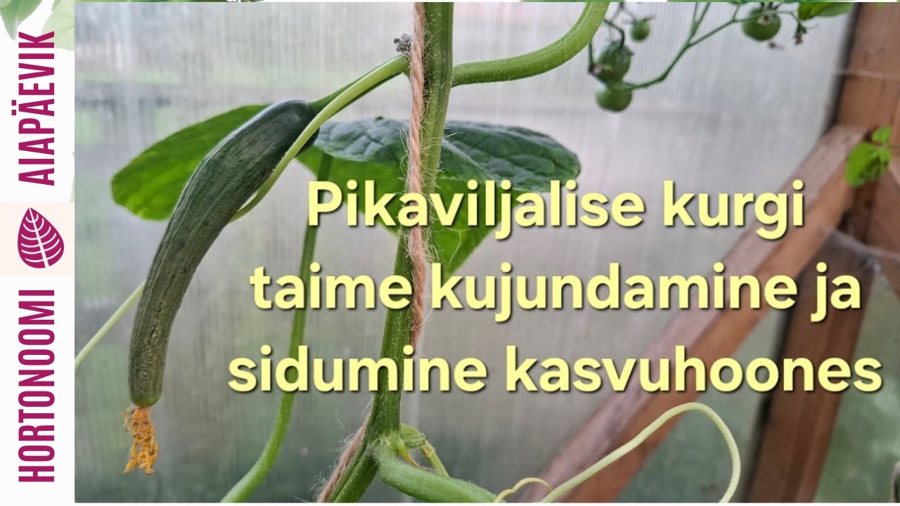 Pikaviljalise kurgi taime kujundamine ja sidumine nö alla laskmisega