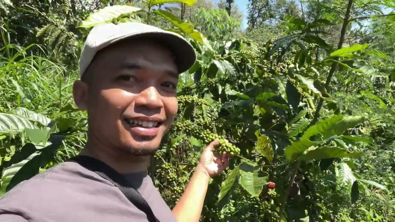 Cara Budidaya Kopi Robusta Menguntungkan | Cocok Untuk Pemula & Kaum Muda