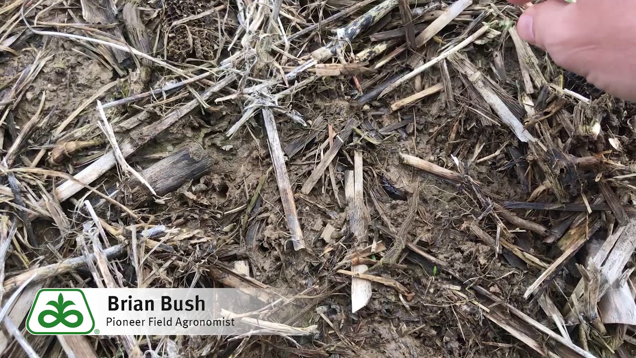 Risk of Slug Damage to your Crop