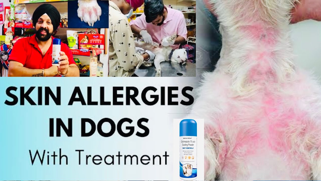 Pet care | Most Common Skin Problems Dog Allergy, Bacterial, Fungal, Infections & Wounds. BholaShola