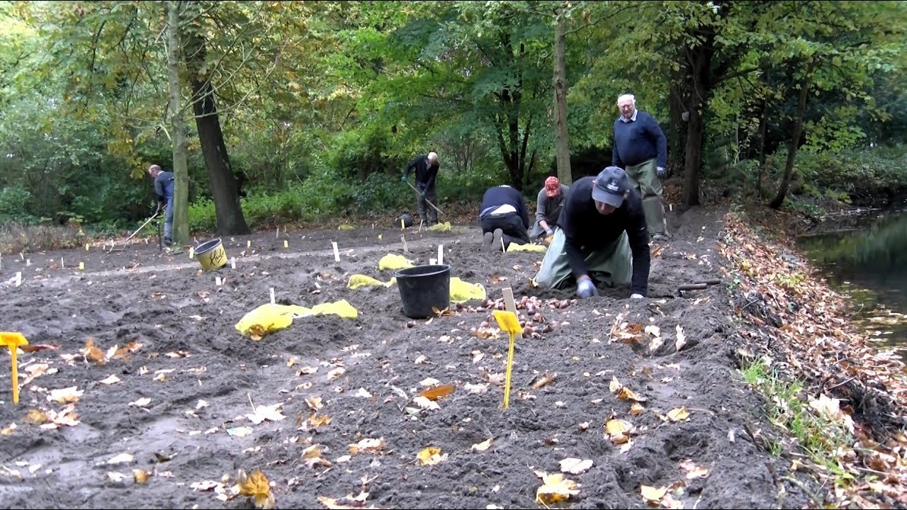 Vrijwilligers planten duizenden bollen in Poldertuin