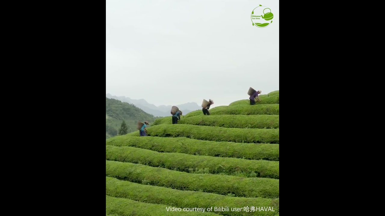 Traditional Chinese tea-processing techniques: Tea plantation management and tea-leaf picking