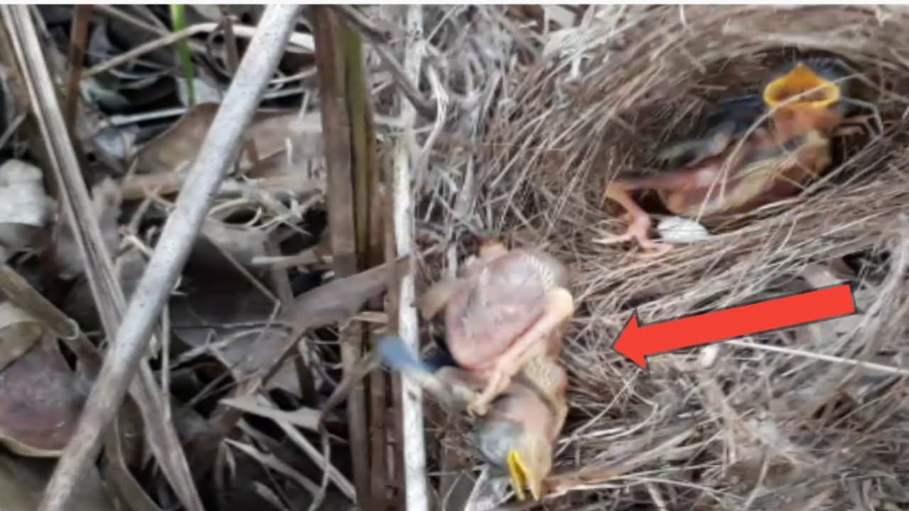 baby bird almost dies when disturbed by ants in the nest.bird eps 247