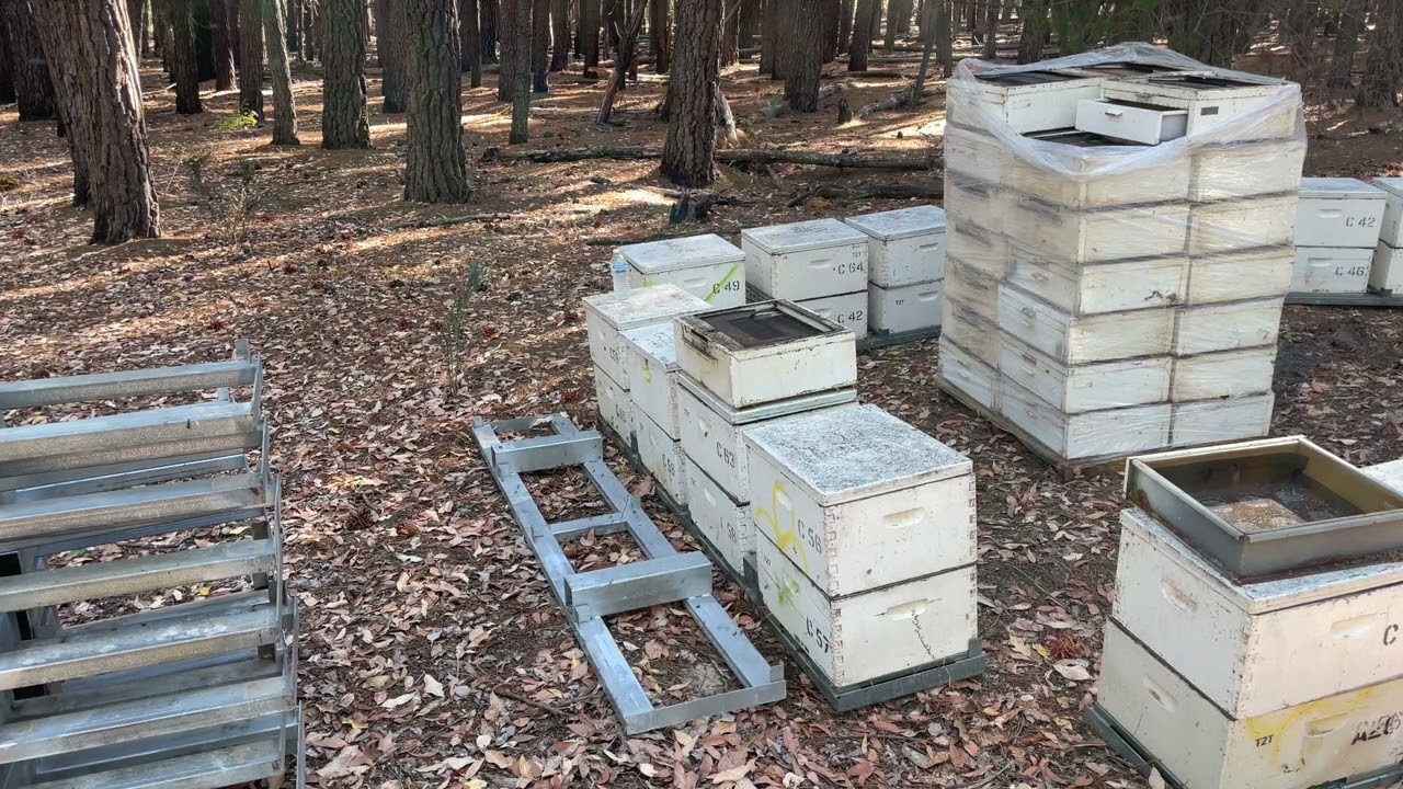 Putting hives on Pollen traps