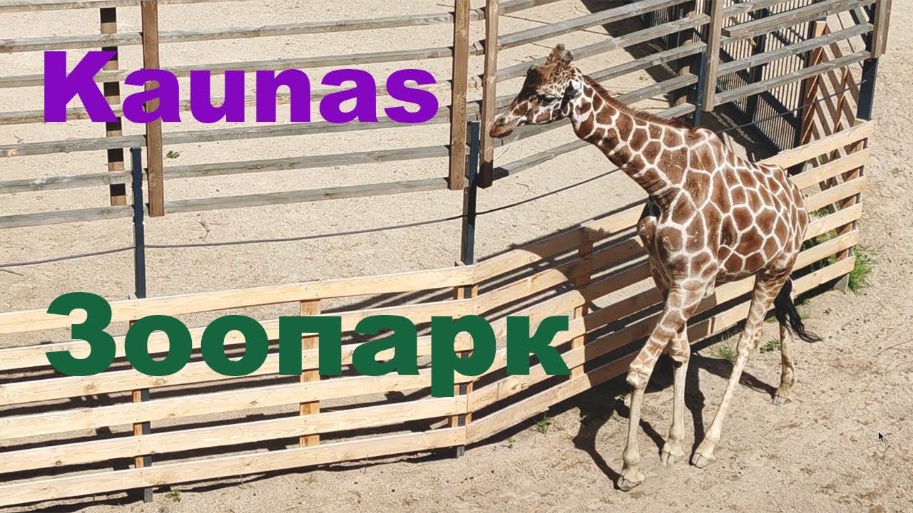 Зоопарк в Каунас Литва