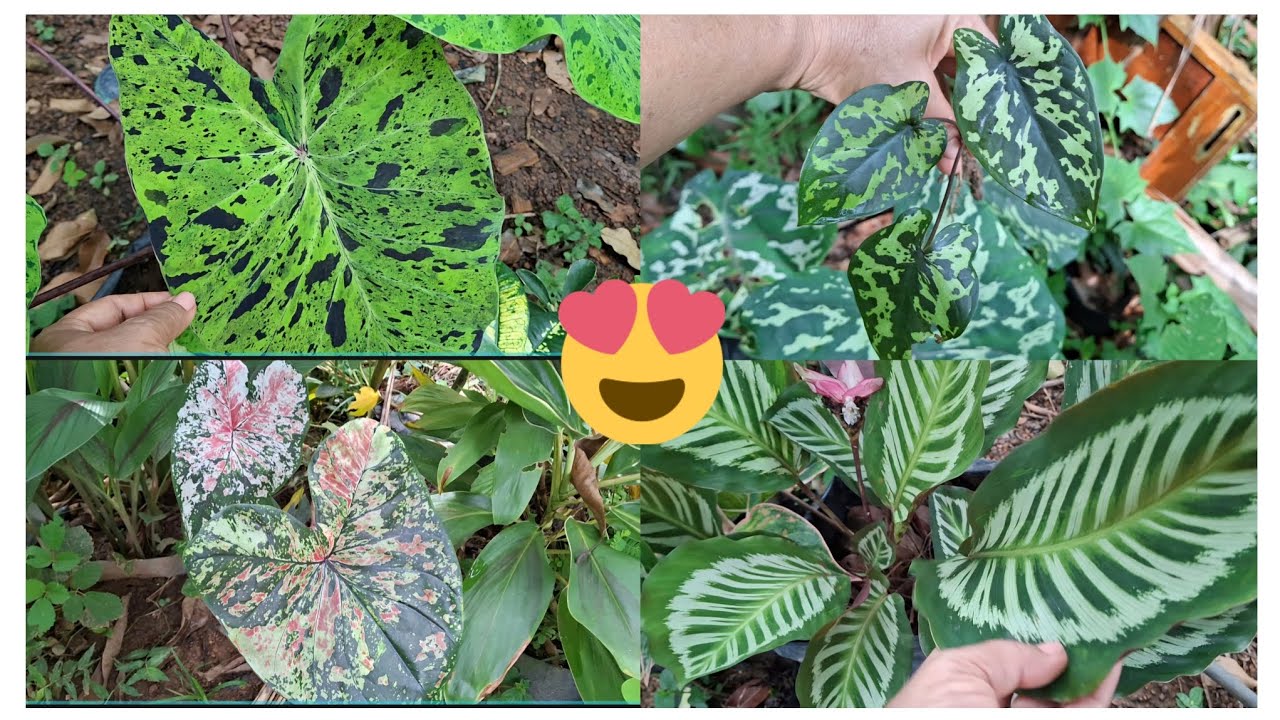 PLANTAS GRANDES E LINDAS E COLORIDAS NO VIVEIRO DE UMA AMIGA 