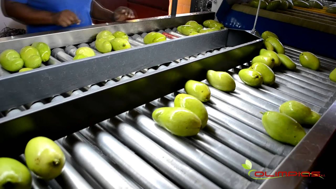 OLIMPIAS S.A. | Sorting and processing line for mangoes.