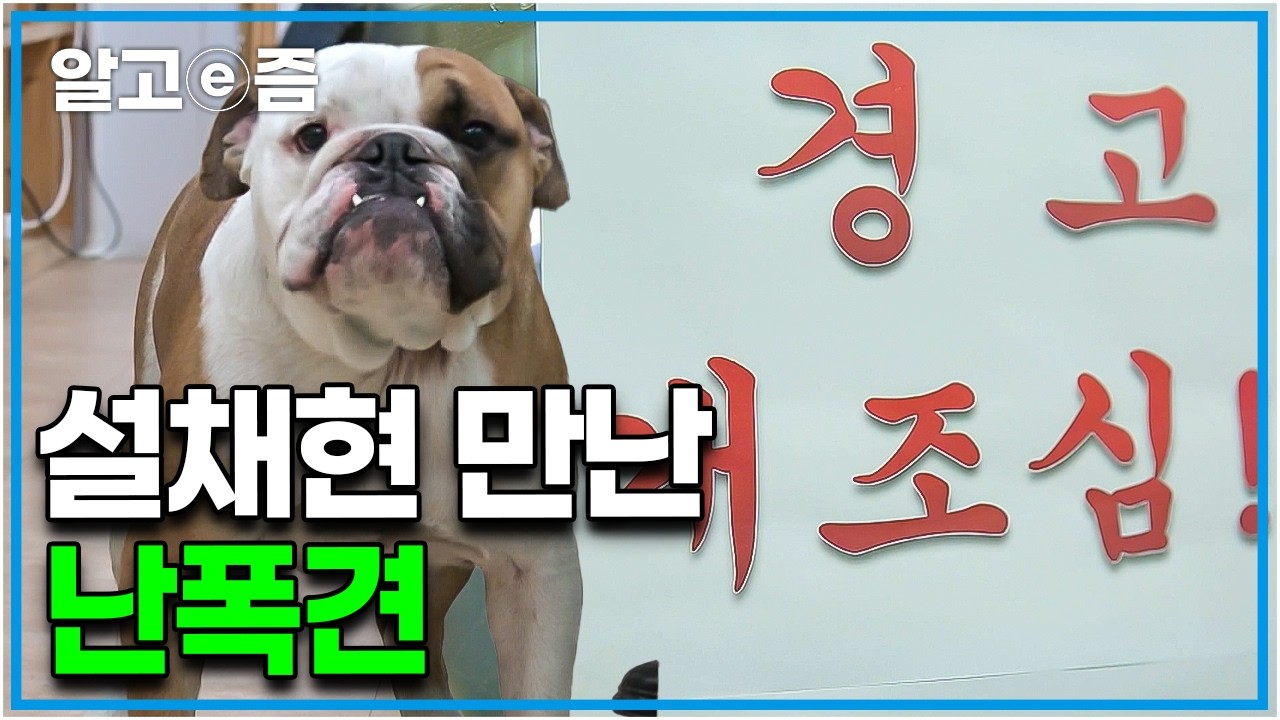 설채현 수의사 조차 물려고 했던 엄청난 공격성을 가진 강아지. 내부 직원들에게는 한없이 친절하지만 외부인만 보면 엄청나게 공격하는 개 │세상에 나쁜 개는 없다│알고e즘